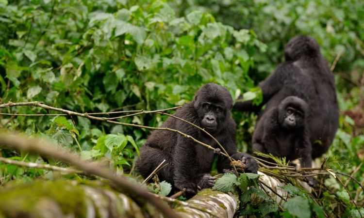 3 Day Gorilla Trekking Bwindi