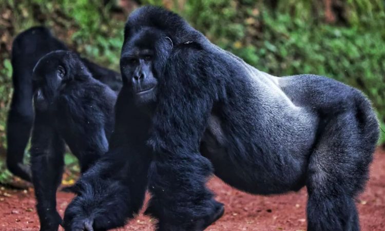 Gorilla Trekking in Bwindi